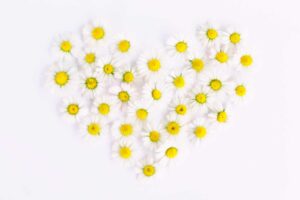kamille-flower-bloem-biologische-tandarts-friesland-leeuwarden-daisy-heart-daisy-heart-love